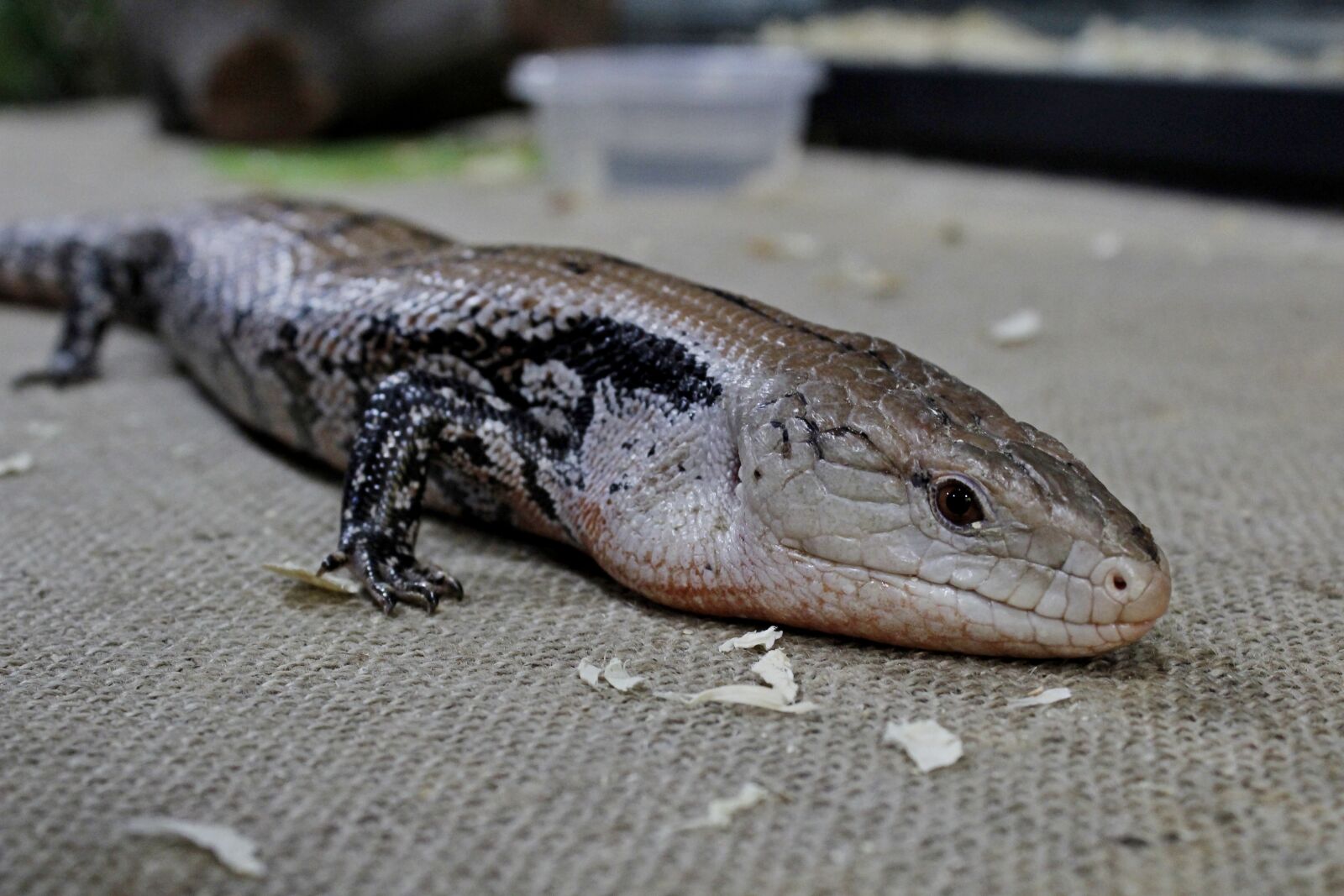 Canon EOS 1200D (EOS Rebel T5 / EOS Kiss X70 / EOS Hi) sample photo. Lizard, animal, reptile photography