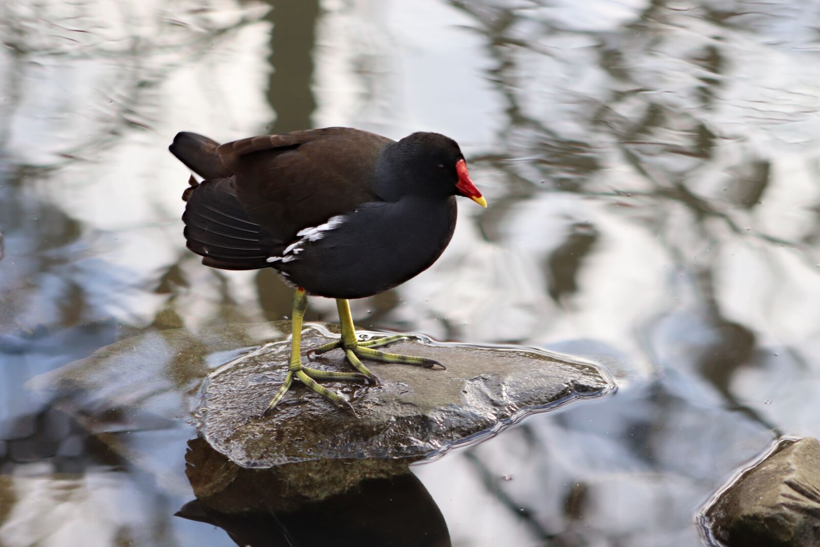 Canon EOS 800D (EOS Rebel T7i / EOS Kiss X9i) sample photo. Common moorhen, gr nf photography