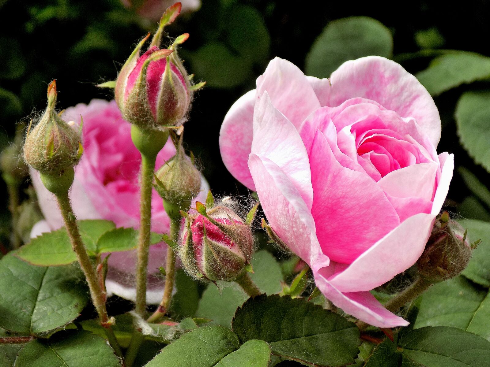 Nikon COOLPIX L330 sample photo. Rose, flower, plant photography