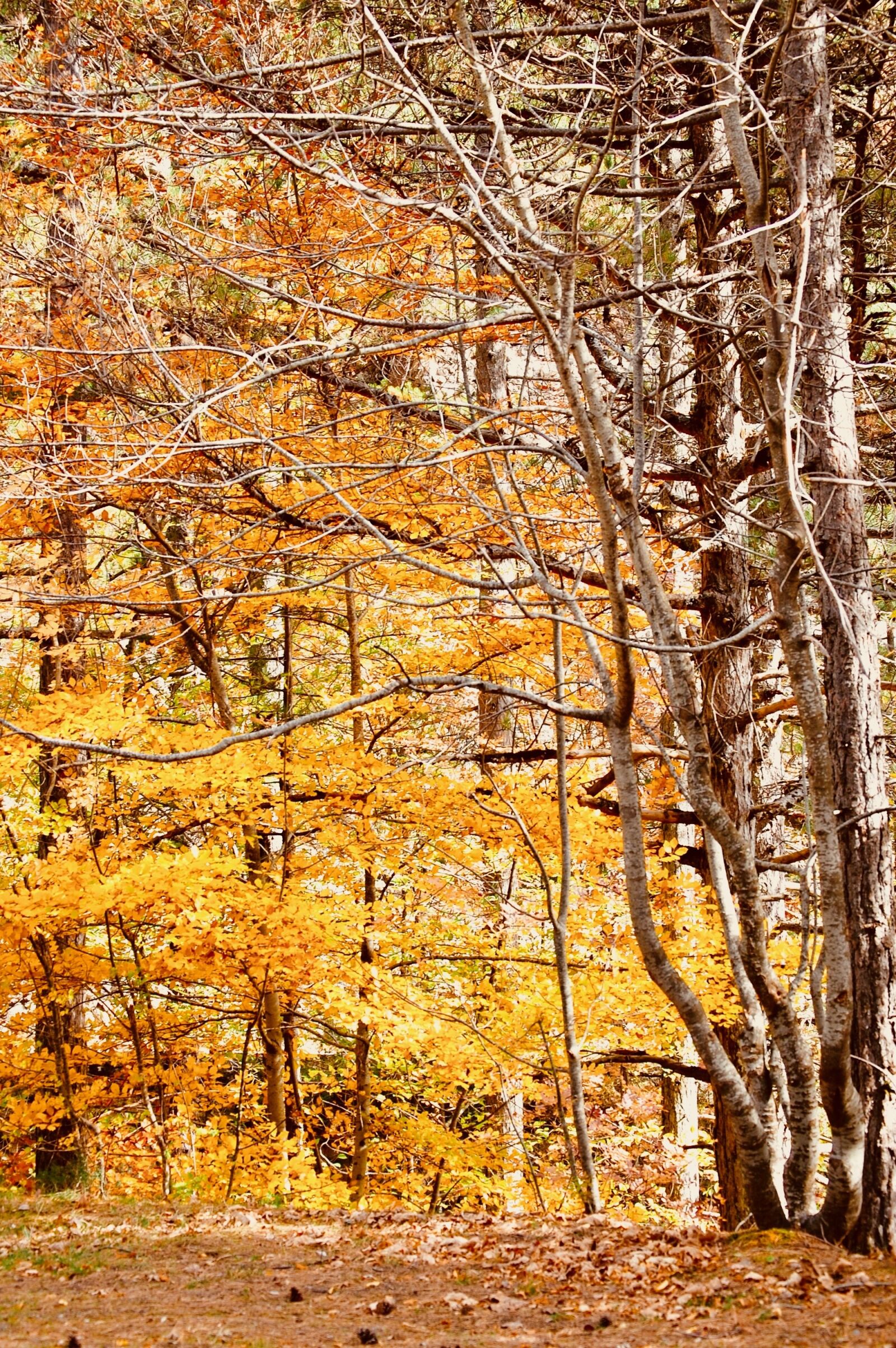 Nikon D40 sample photo. Forest, autumn, season photography