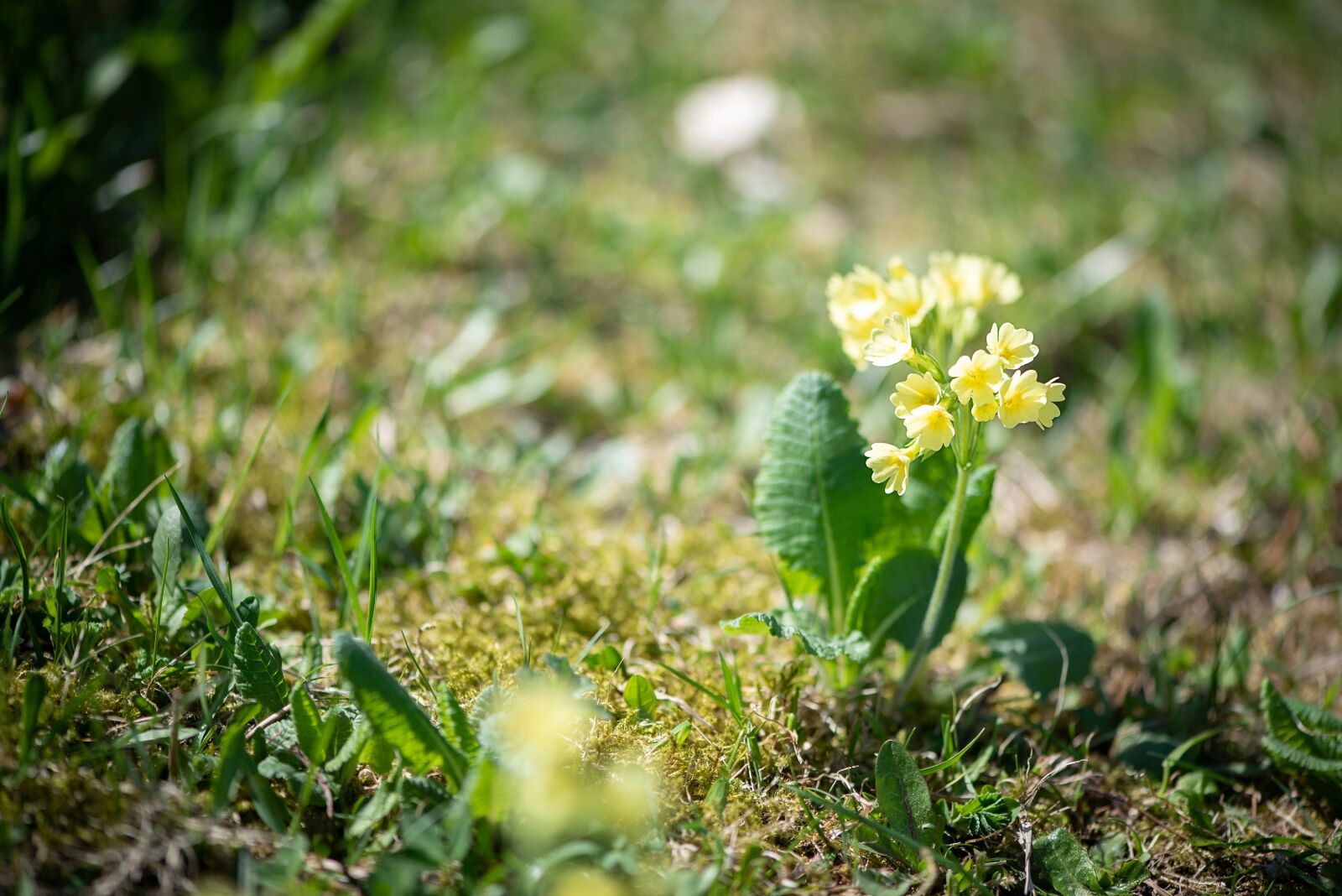 Nikon D750 sample photo. Cowslip, yellow, yellow flower photography