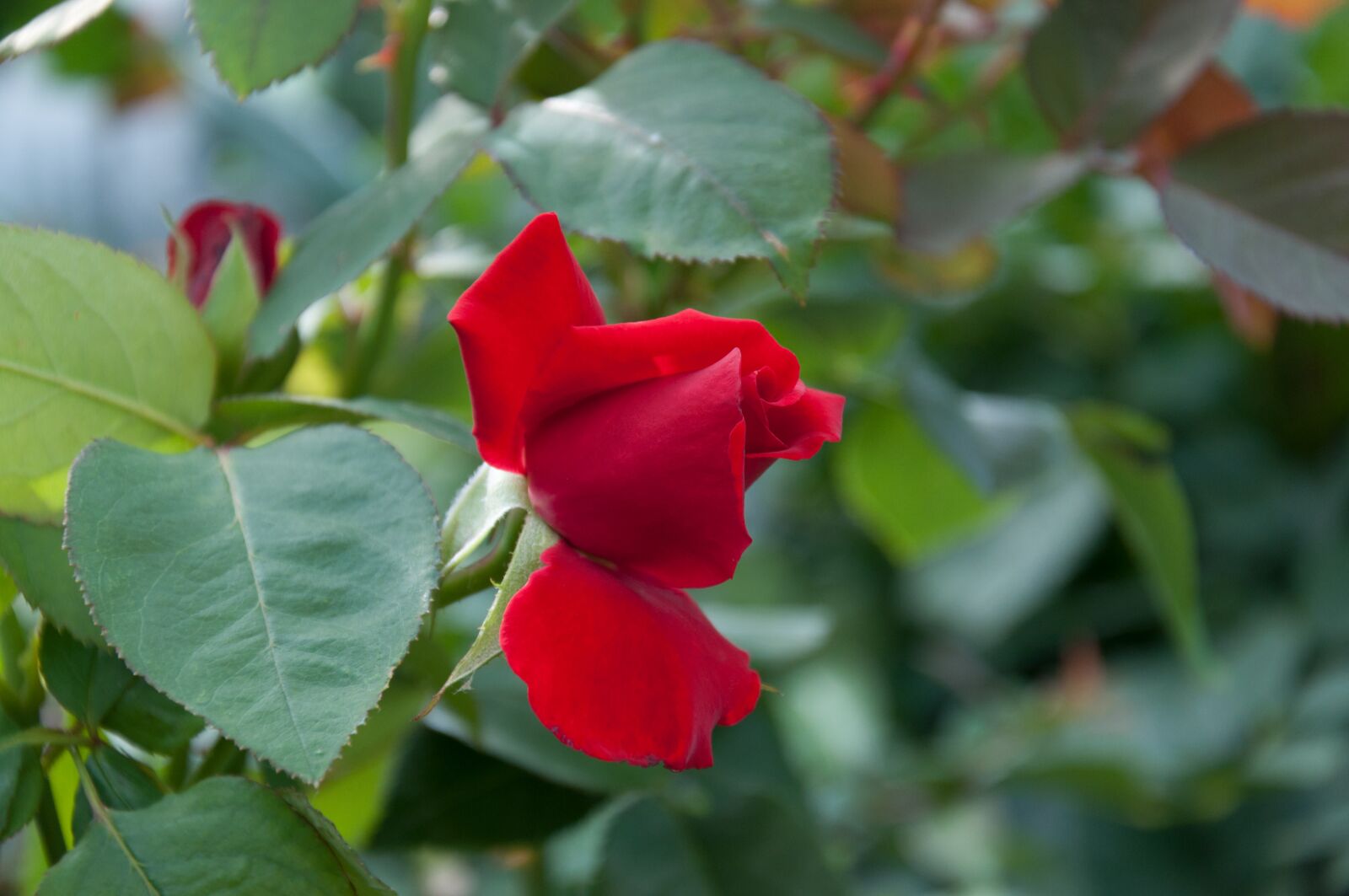 Nikon D5000 sample photo. Rose, blossom, bloom photography