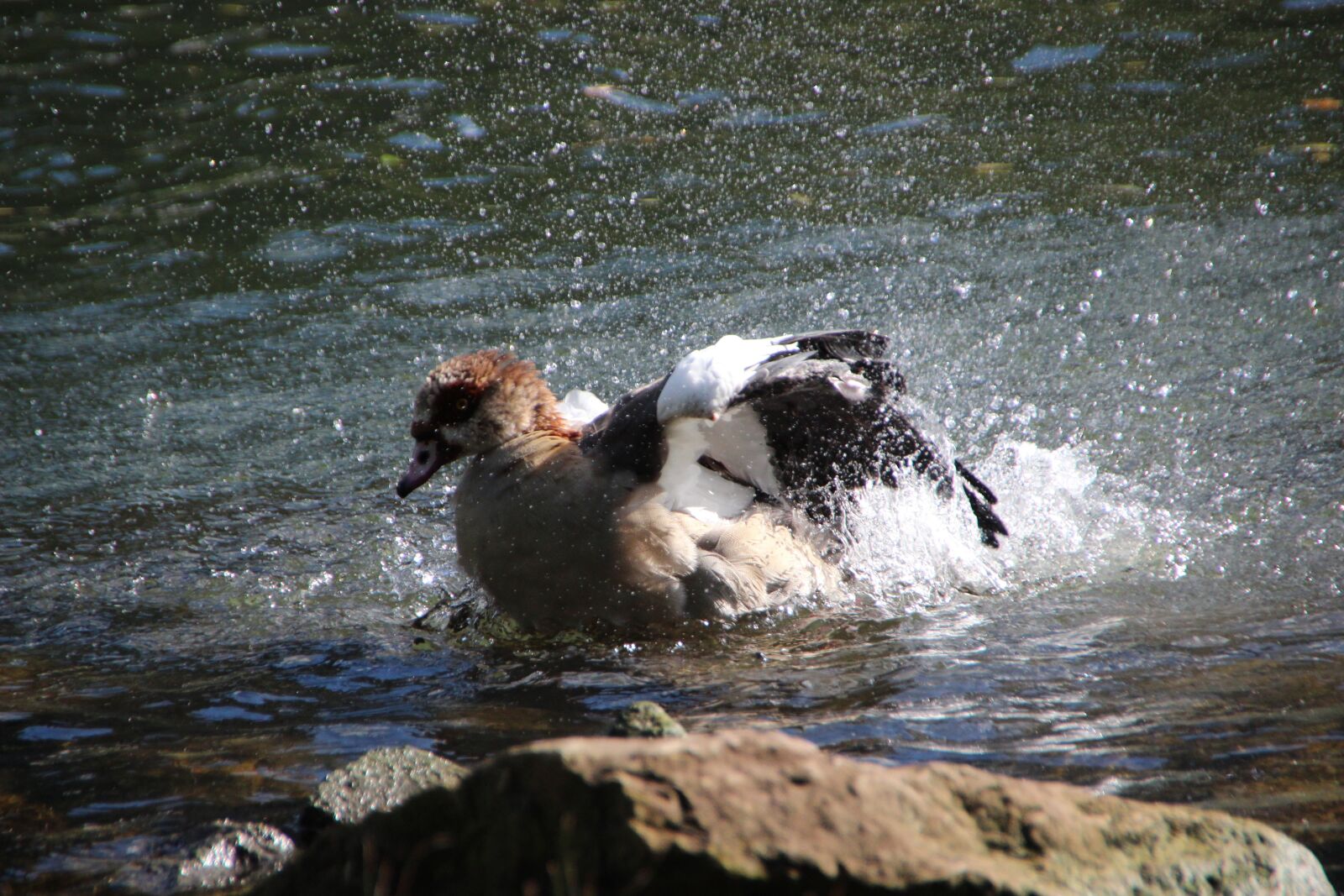 Canon EOS 600D (Rebel EOS T3i / EOS Kiss X5) sample photo. Nilgans, bird, water effect photography