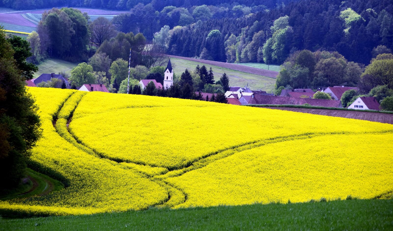 Nikon D3300 sample photo. Flower, agriculture, field, landscape photography