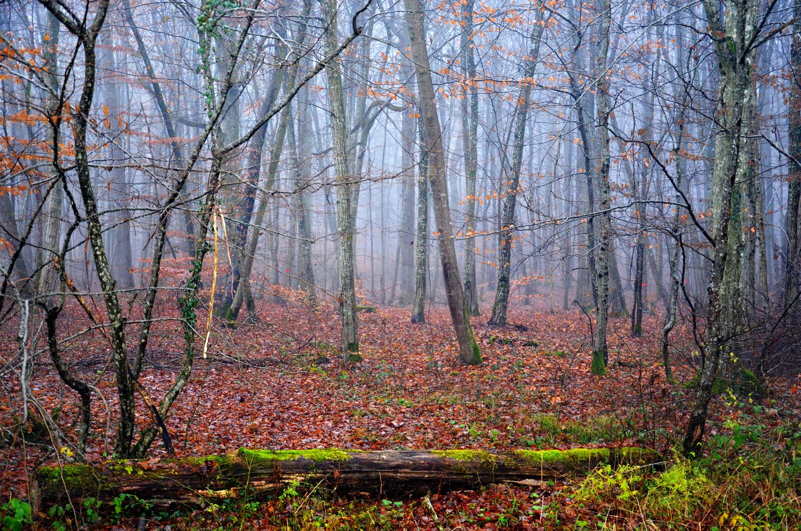 Nikon D5100 sample photo. Forest, twilight, landscape photography