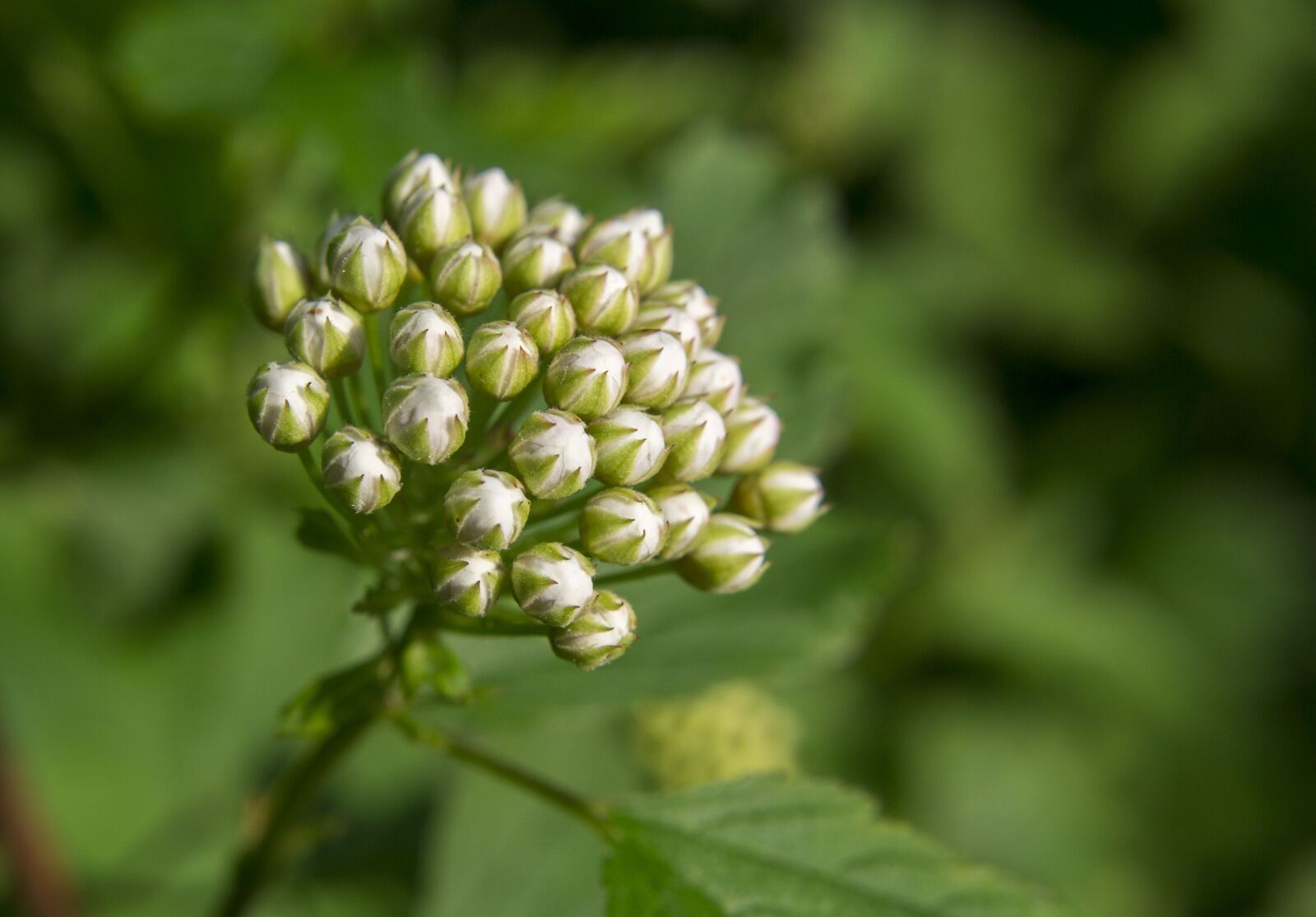 Canon EOS 60D sample photo. Flower, physocarpus english, bud photography