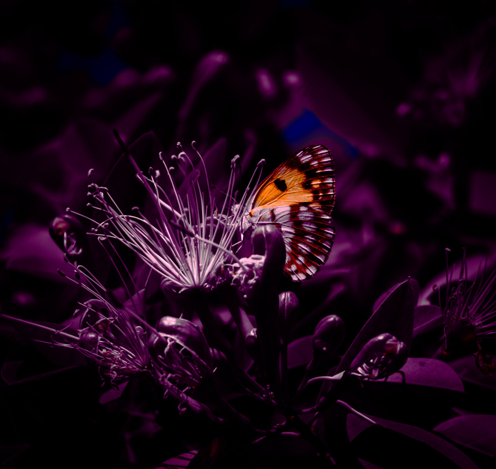 Canon EOS R6 II sample photo