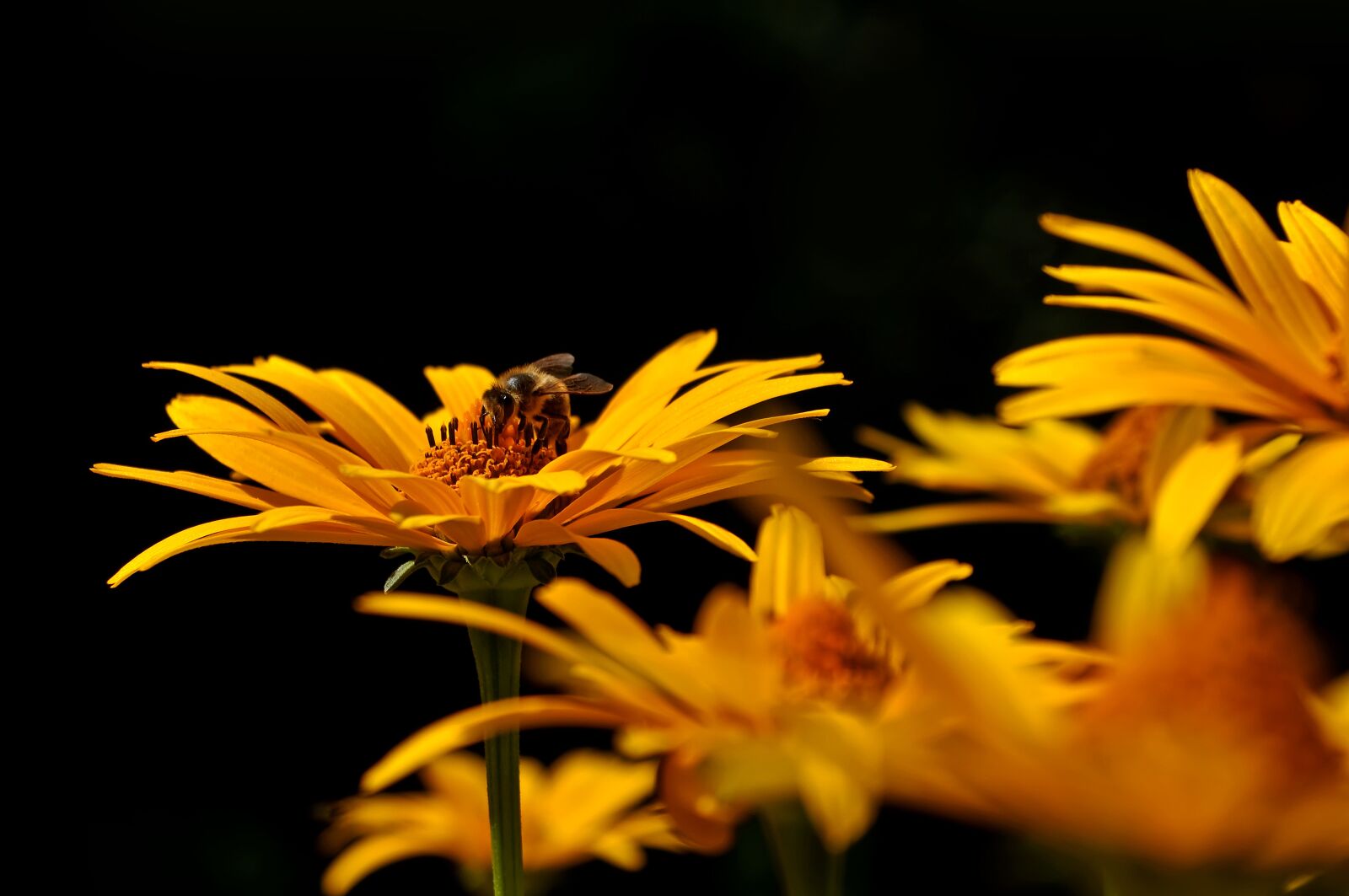 Nikon D90 sample photo. Flower, nature, no one photography