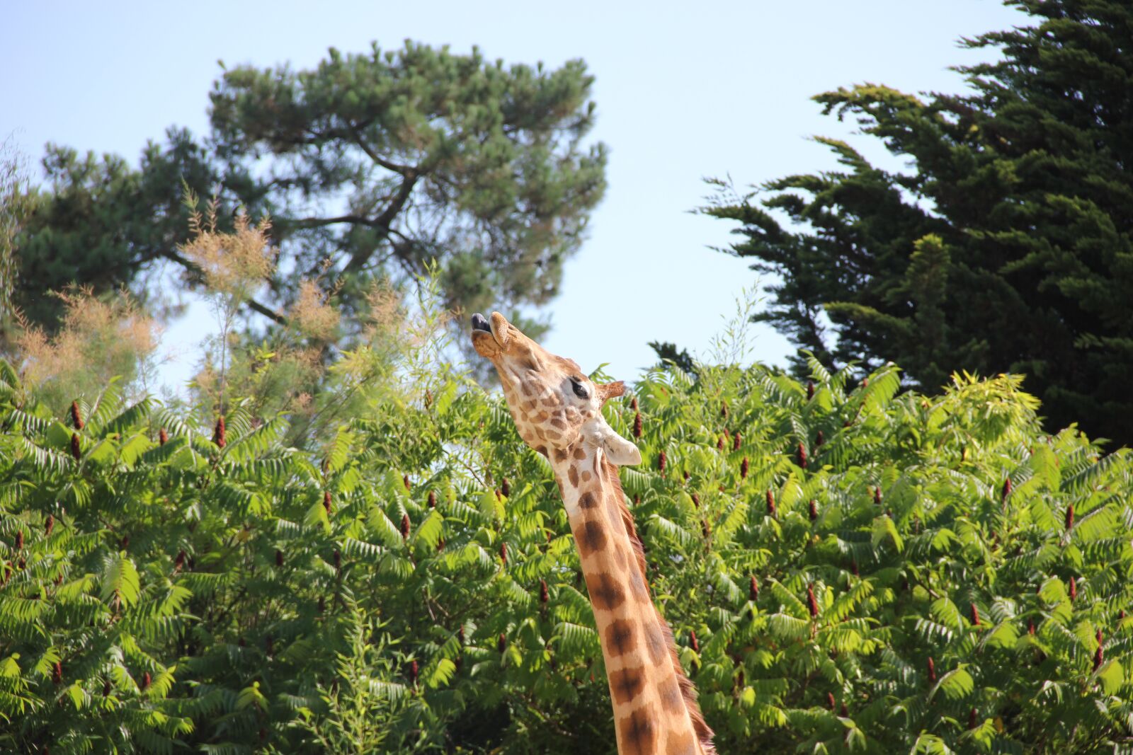 Canon EOS 550D (EOS Rebel T2i / EOS Kiss X4) sample photo. Giraffe, nature, animal photography