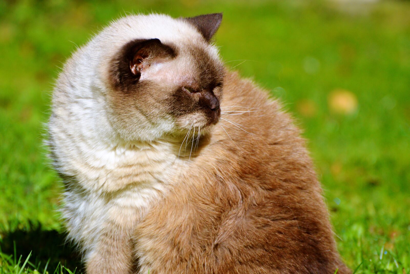 Nikon D3200 sample photo. Cat, breed cat, british photography