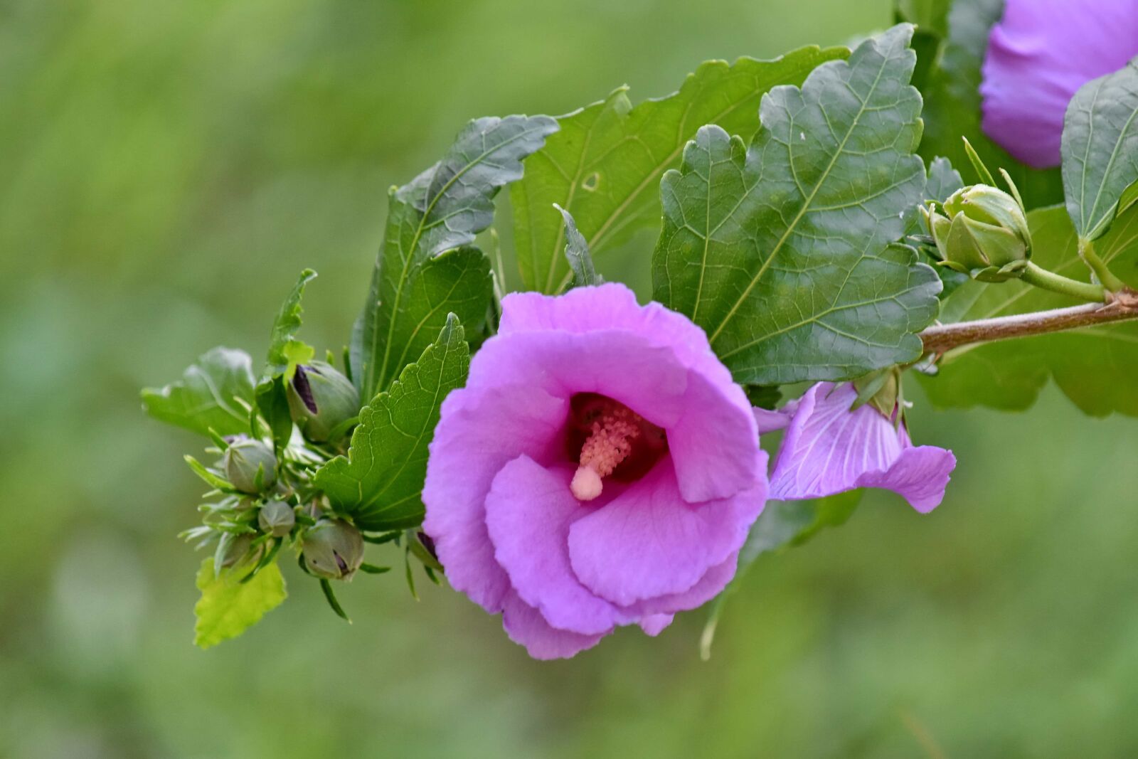 Nikon D5500 sample photo. Wilderness, wildflower, summer, nature photography