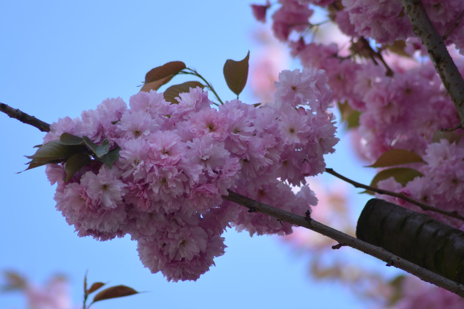 Nikon D3200 sample photo. Tree, flower, pink photography