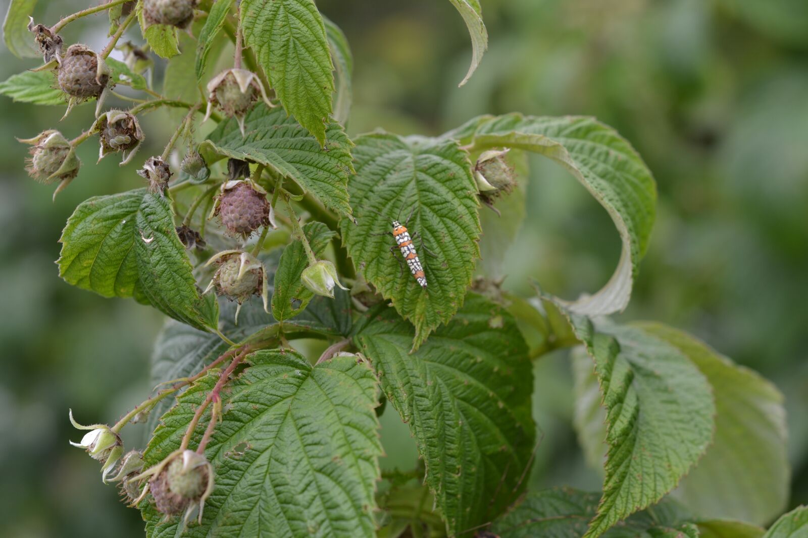 Nikon D3100 sample photo. Raspberry, plant, buds photography