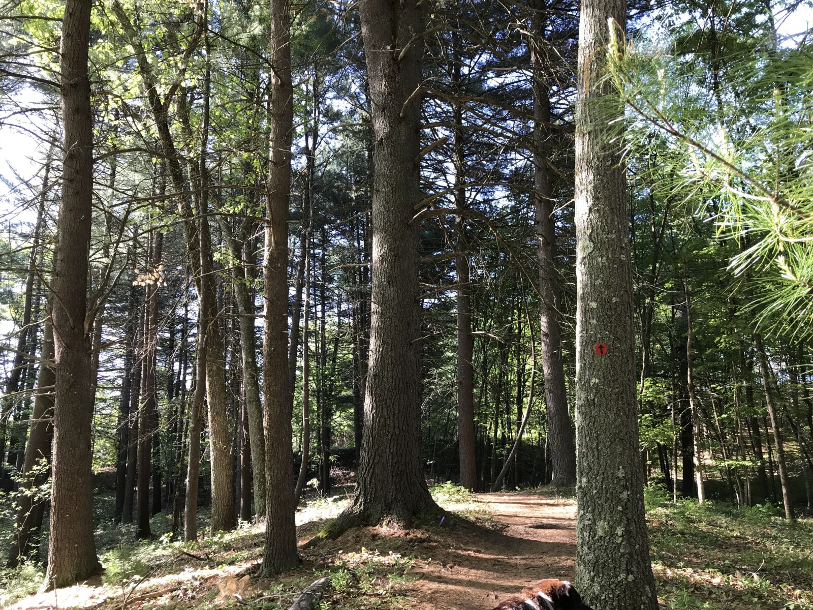 Apple iPhone 7 Plus sample photo. Forest, woods, new england photography