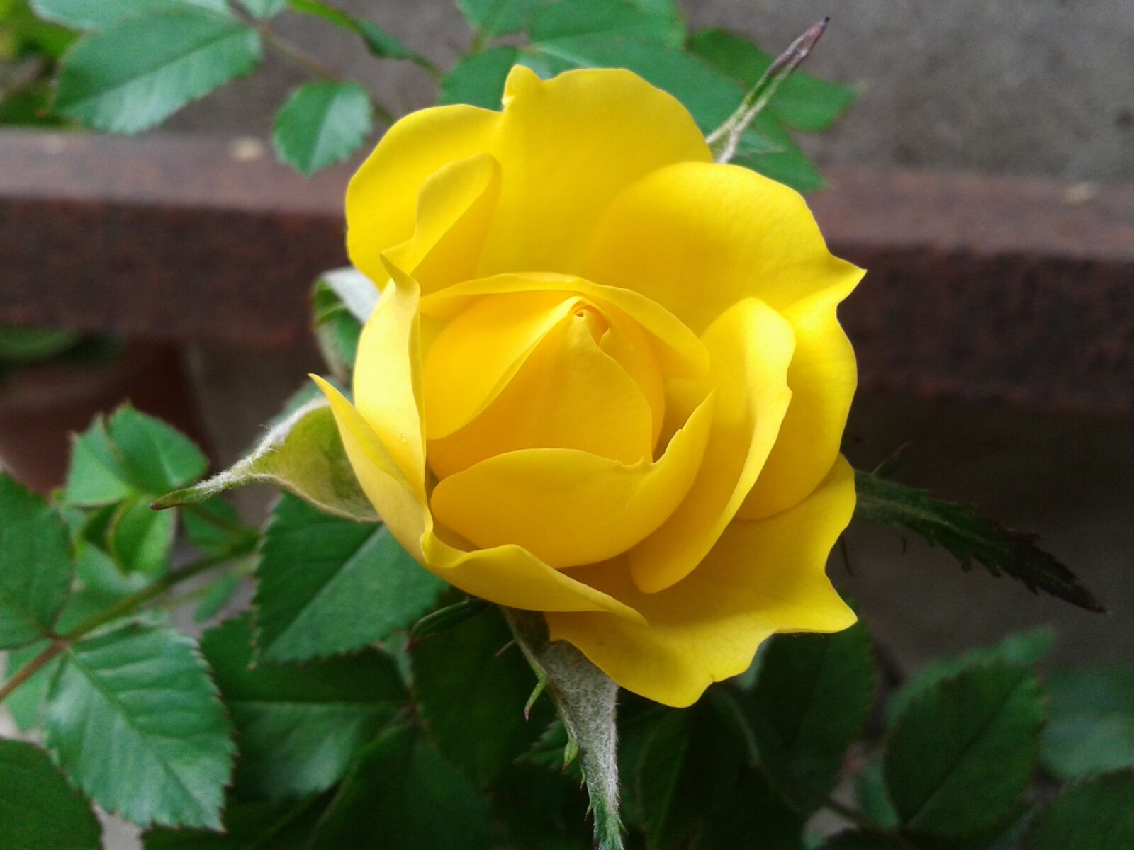 Samsung Galaxy S3 Mini sample photo. Yellow, rose, flower photography