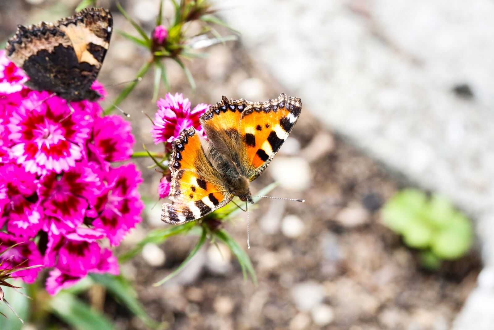 Canon EF 100mm F2.8L Macro IS USM sample photo. Butterfly, flower, nature photography
