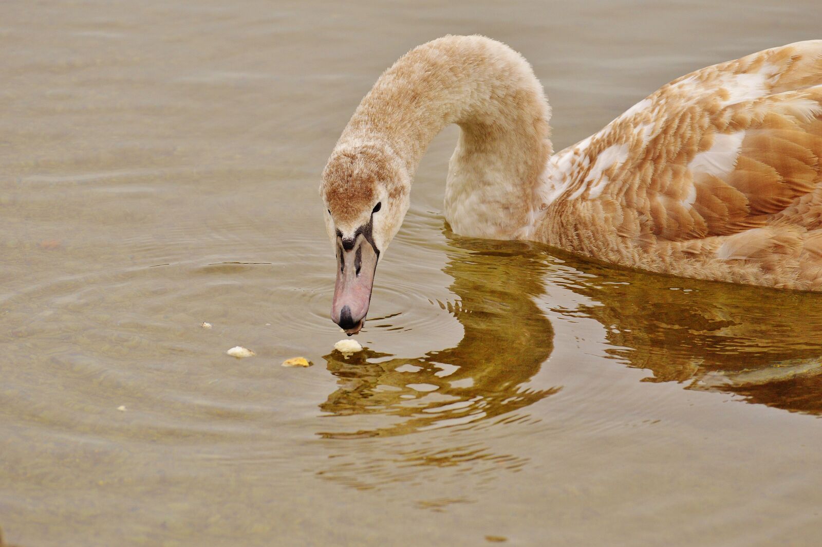 Nikon D3200 sample photo. Swan, water bird, animal photography