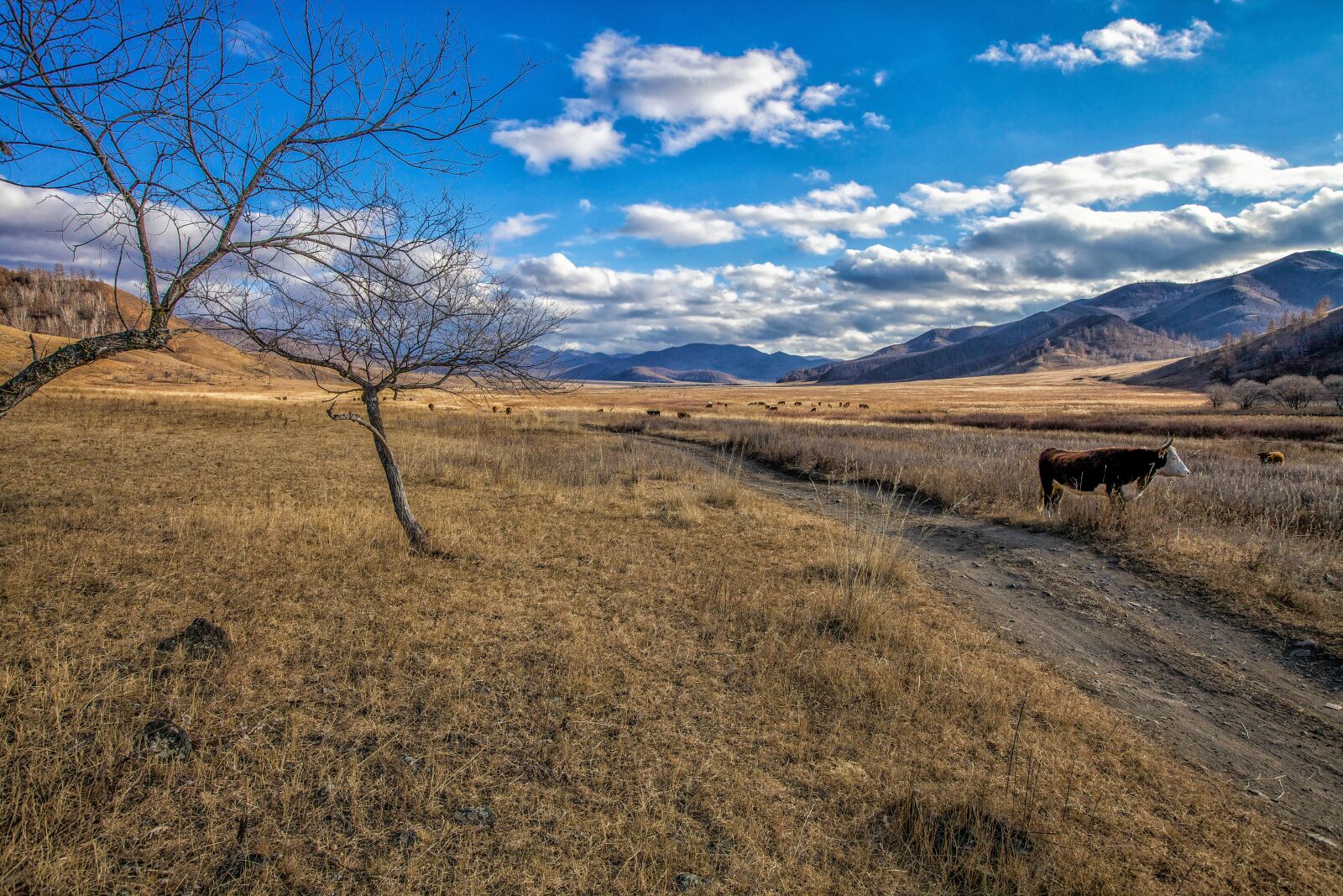 Canon EOS 5D Mark II sample photo. Late autumn, meadow, cow photography