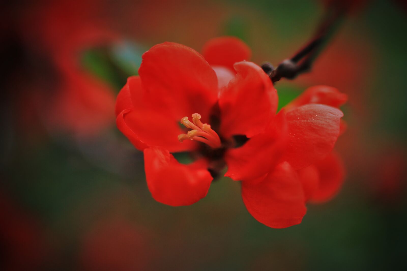 Canon EF-S 35mm F2.8 Macro IS STM sample photo. Flowers, spring, red photography