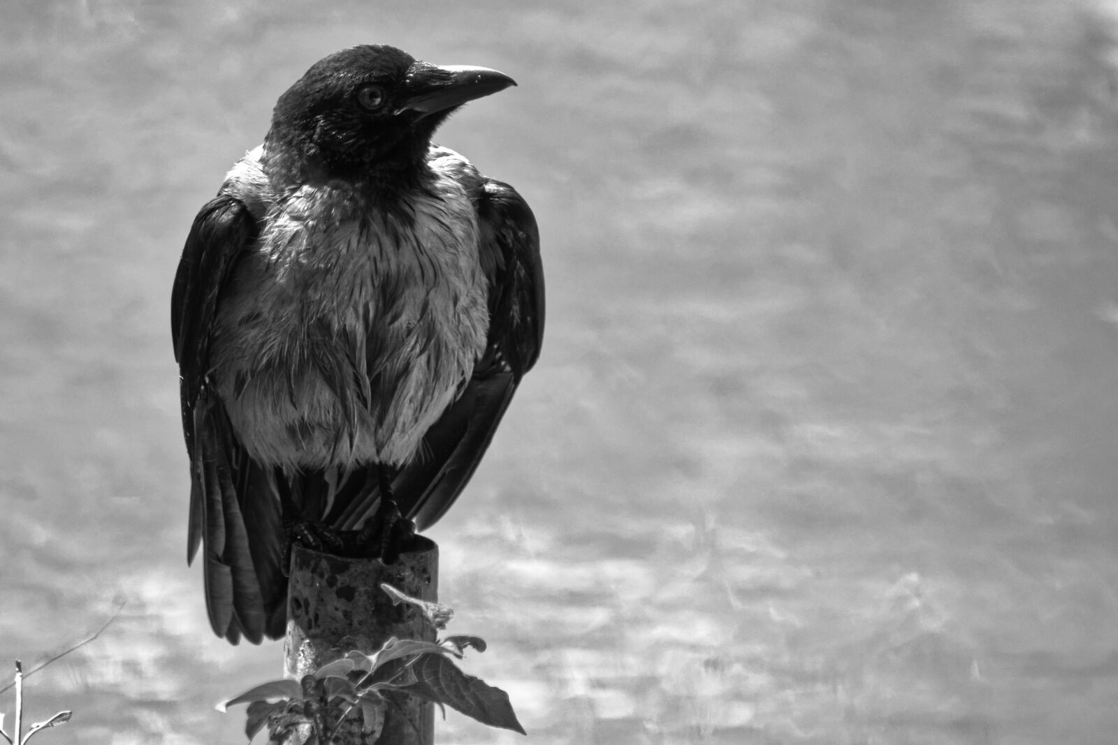 Nikon D5300 sample photo. Bird, crow, black photography