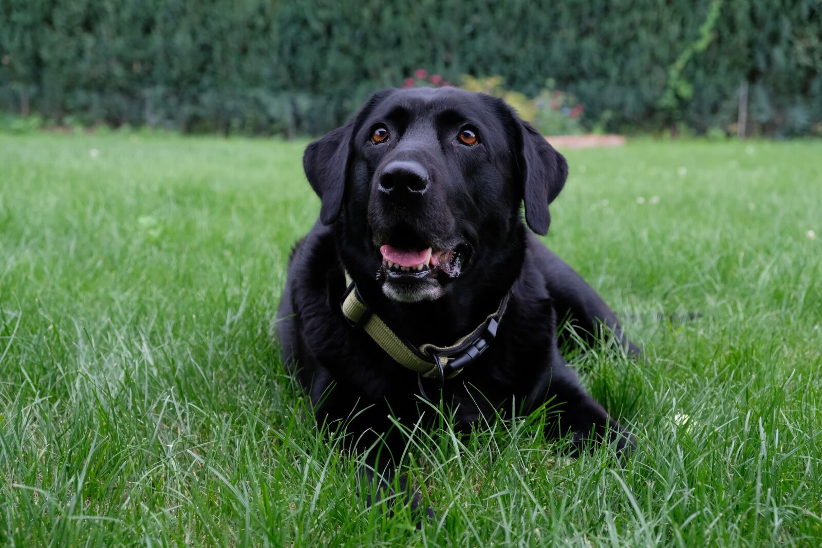 Fujifilm XF 18-55mm F2.8-4 R LM OIS sample photo. Dog, labrador, black photography