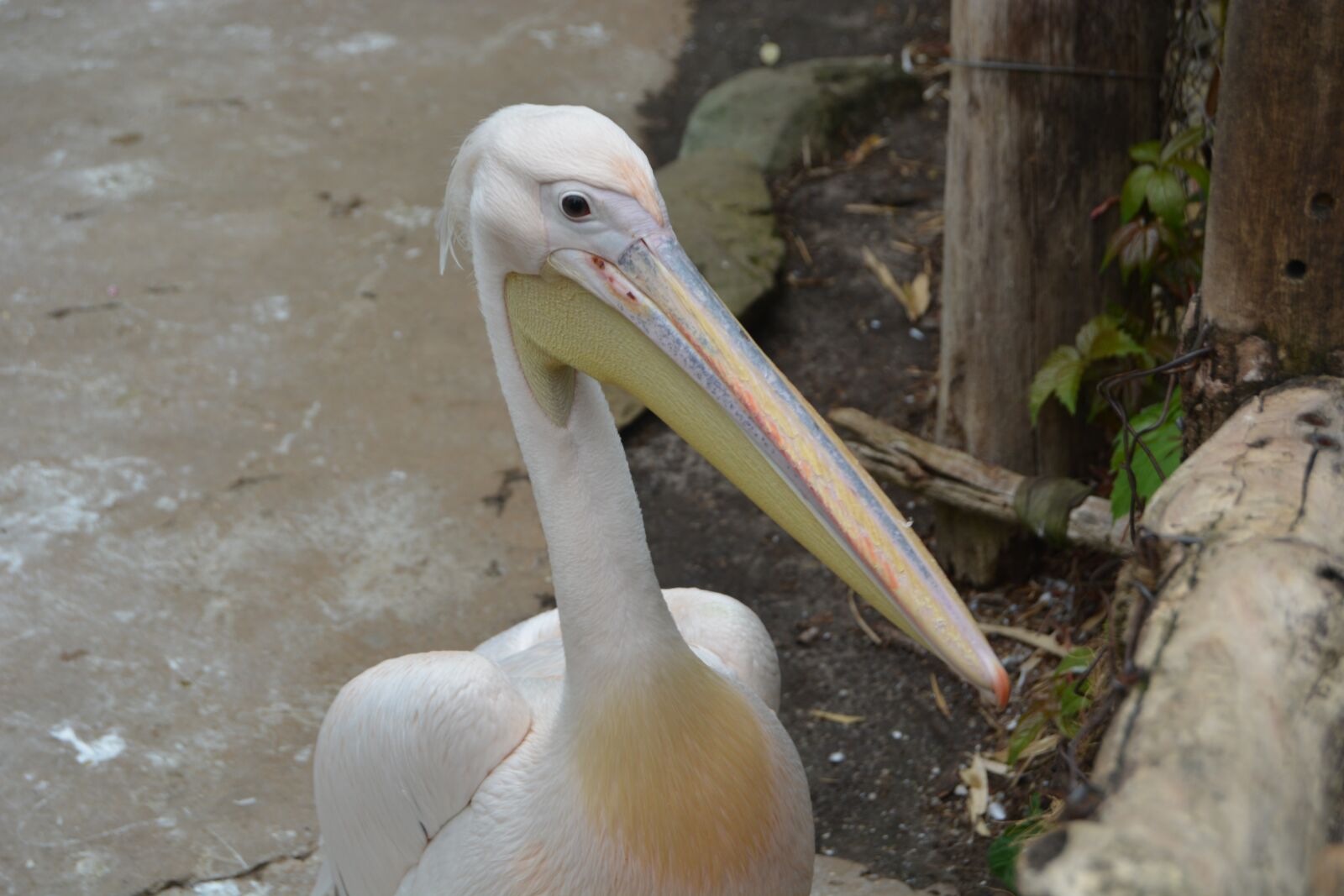 Nikon D5200 sample photo. Pelikan, water bird, bill photography