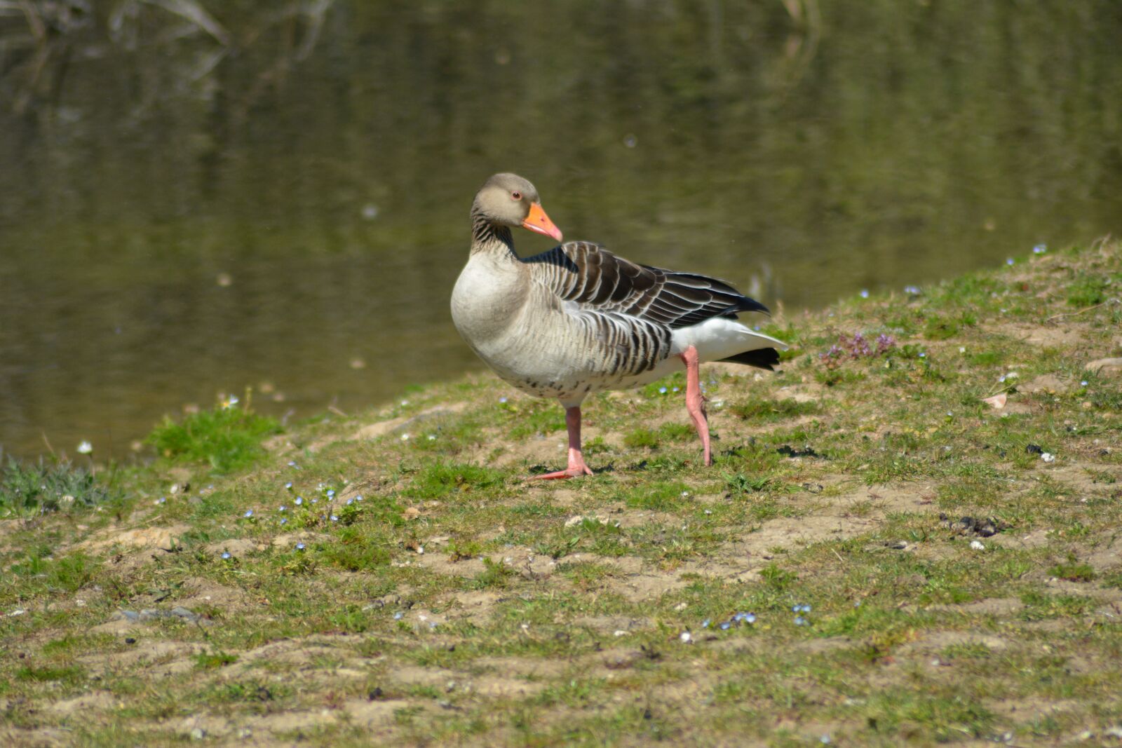 Nikon D5200 sample photo. Goose, wild, poultry photography