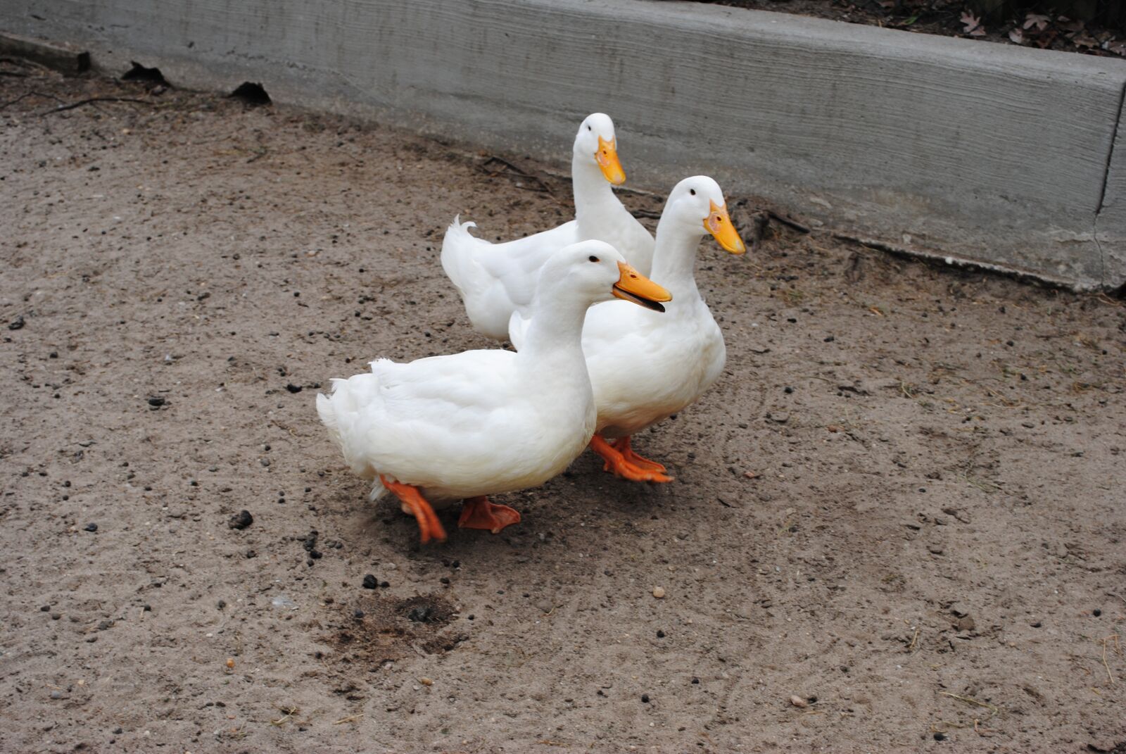 Nikon D3000 sample photo. Bird, duck, animal photography