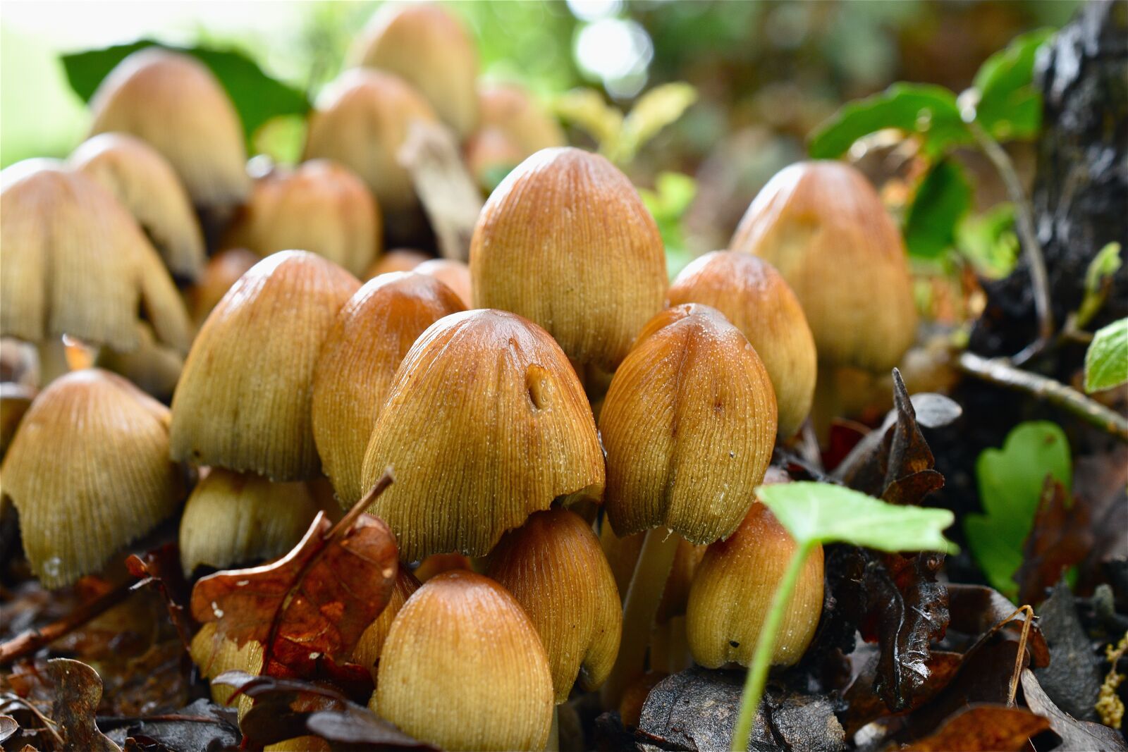 Nikon D5600 sample photo. Mushrooms, forest, nature photography