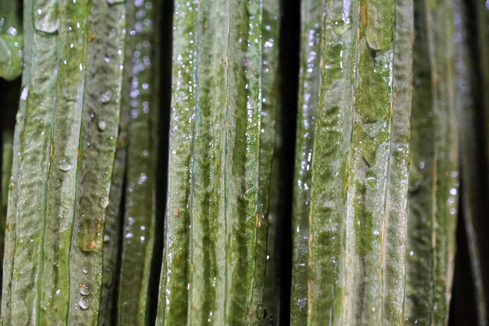 Sony ILCA-77M2 + Sony DT 16-50mm F2.8 SSM sample photo. Chinese bitter melon, choose photography