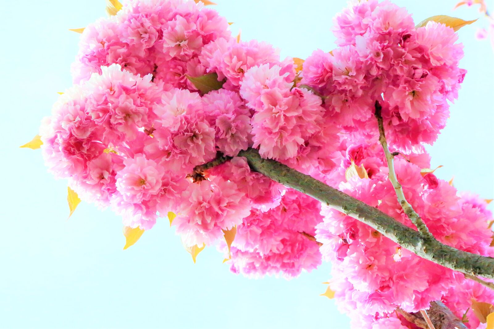Canon EF 24-105mm F4L IS USM sample photo. Nature, flowers, cherry photography