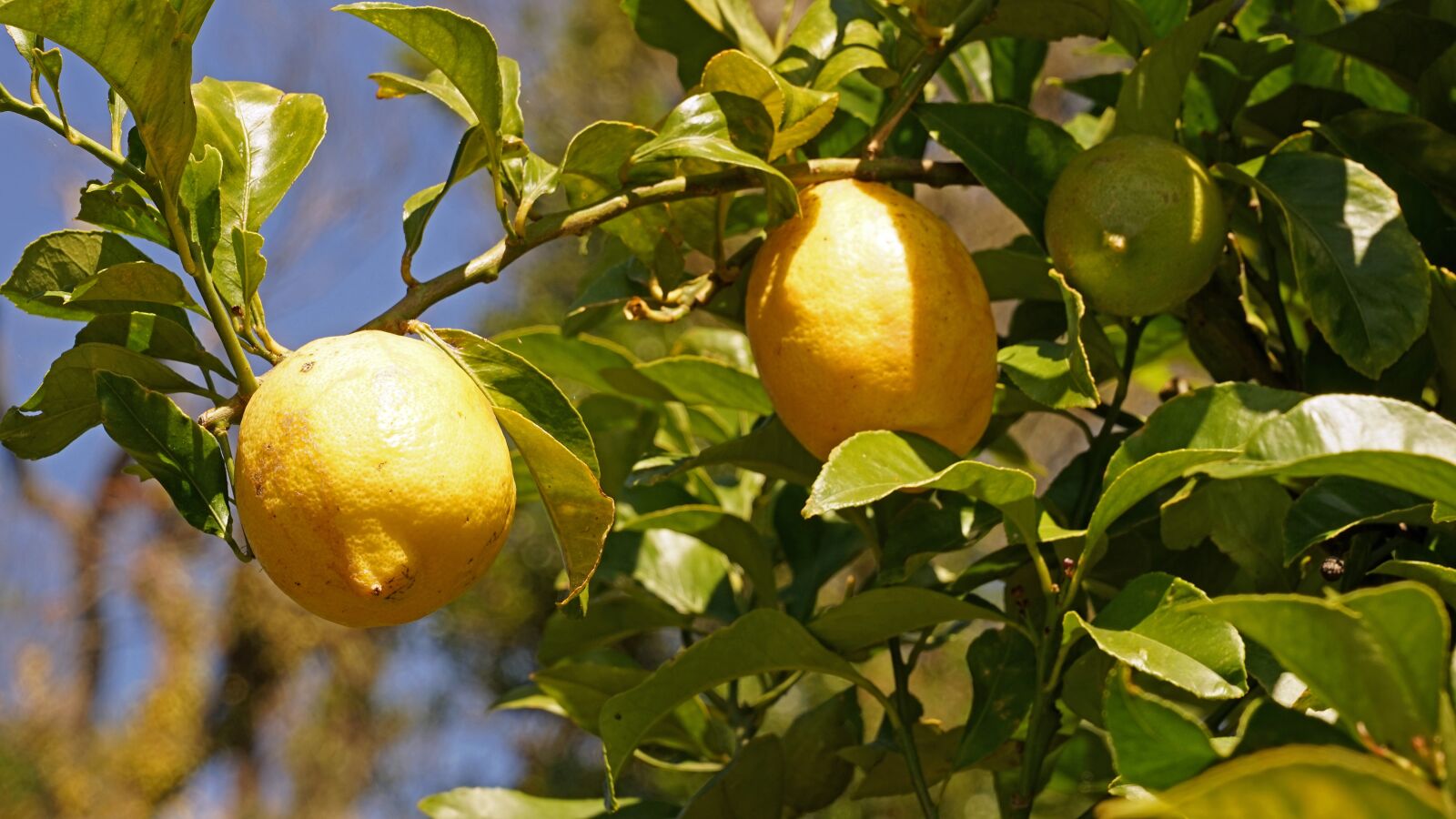 Sony a7 + Sony FE 24-240mm F3.5-6.3 OSS sample photo. Lemons, lemon tree, citrus photography