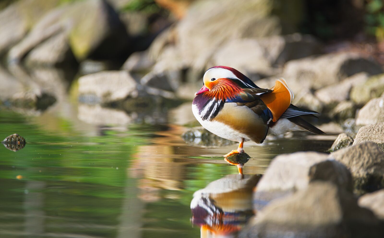 Nikon D600 sample photo. Duck, mandarin ducks, bird photography