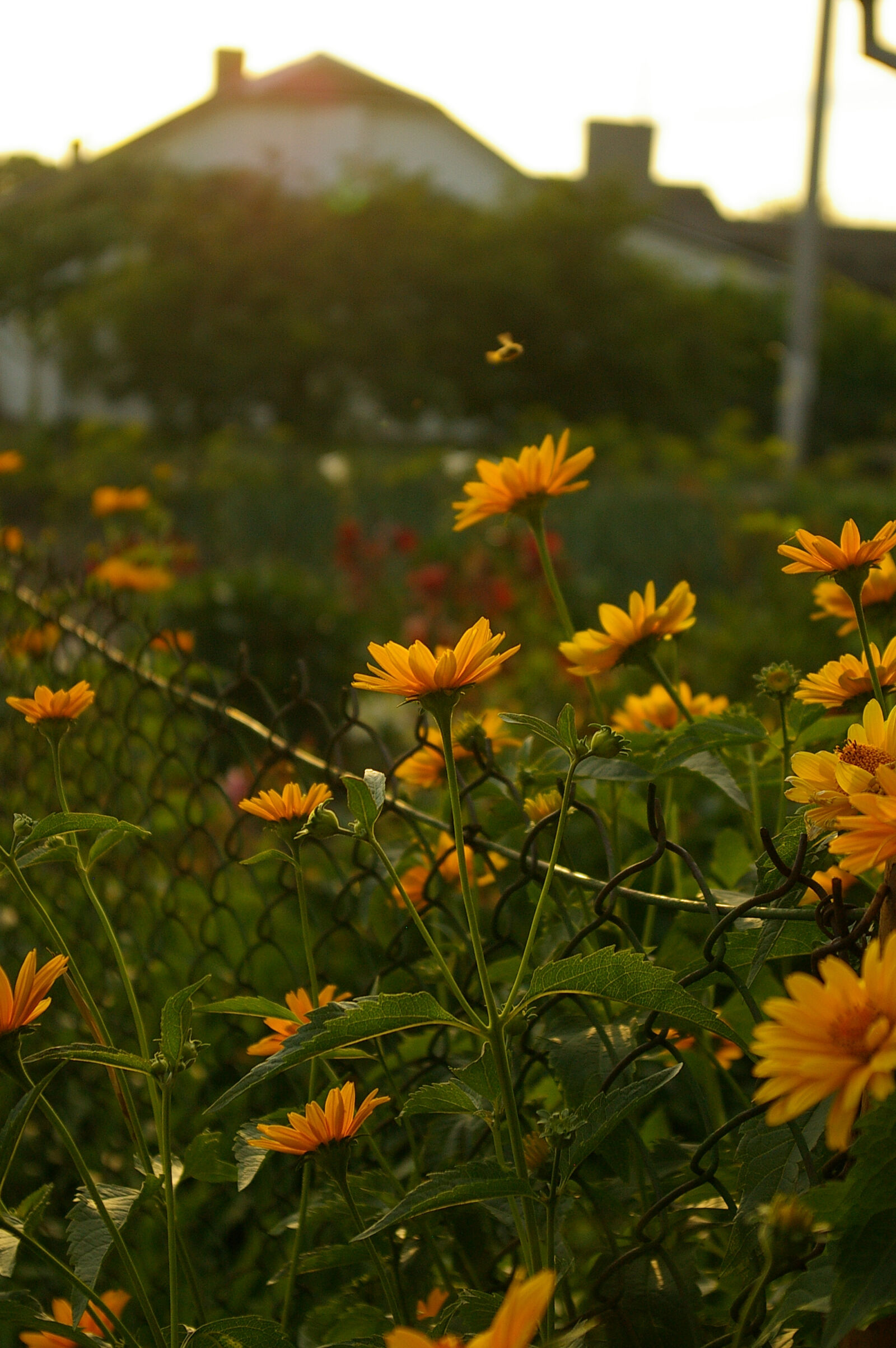 Pentax *ist DS sample photo