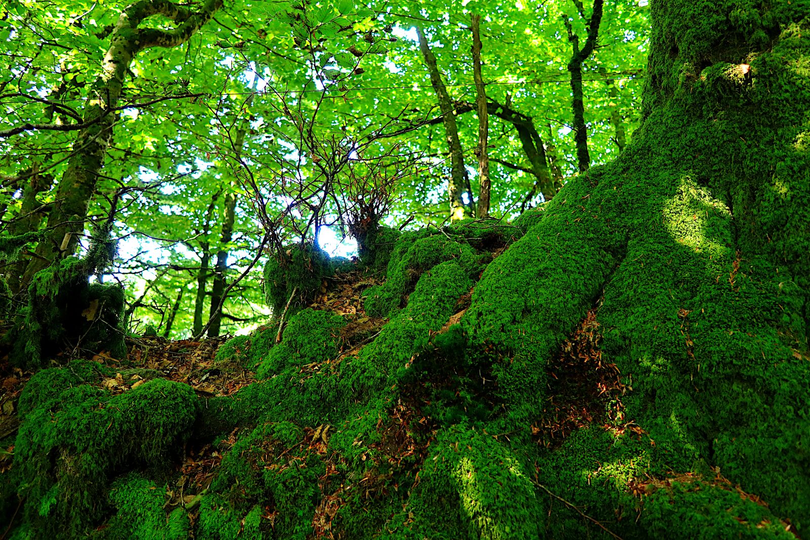 Canon PowerShot G1 X Mark III sample photo. Nature, trees, foam photography