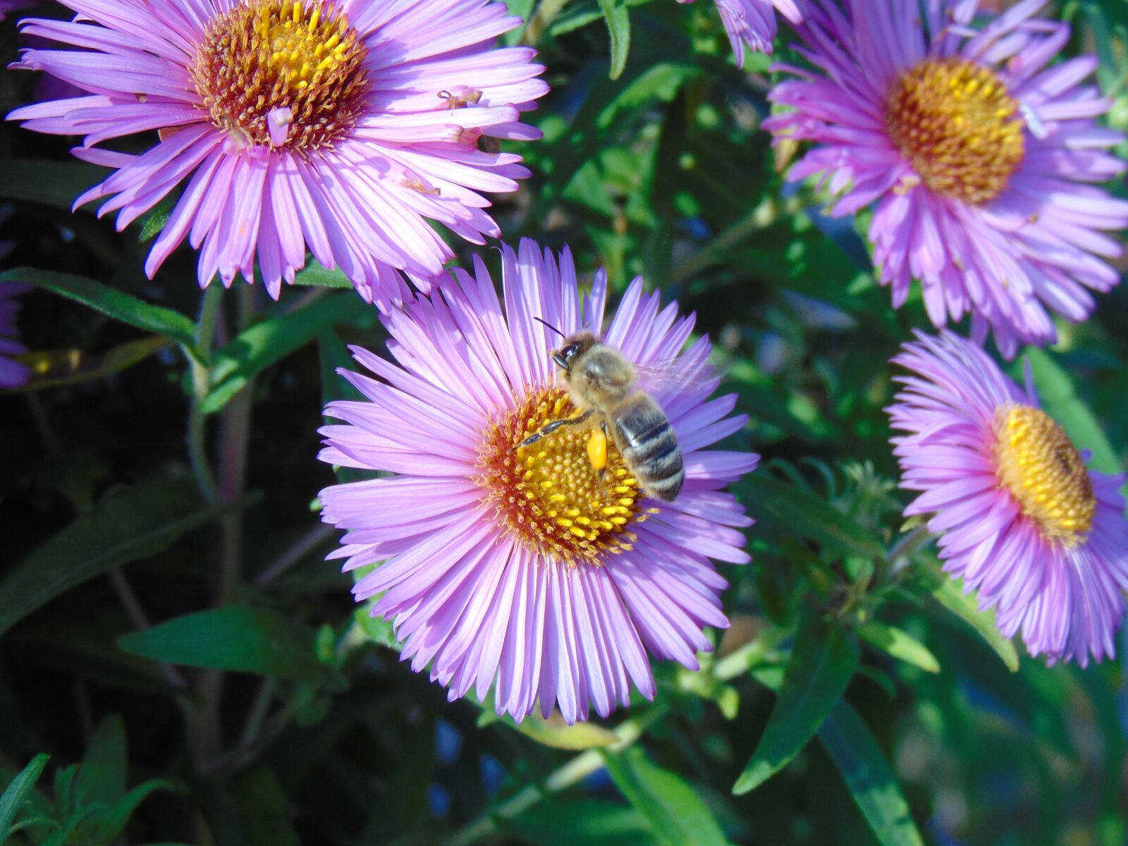 Sony Cyber-shot DSC-H300 sample photo. Bee, flower, blossom photography