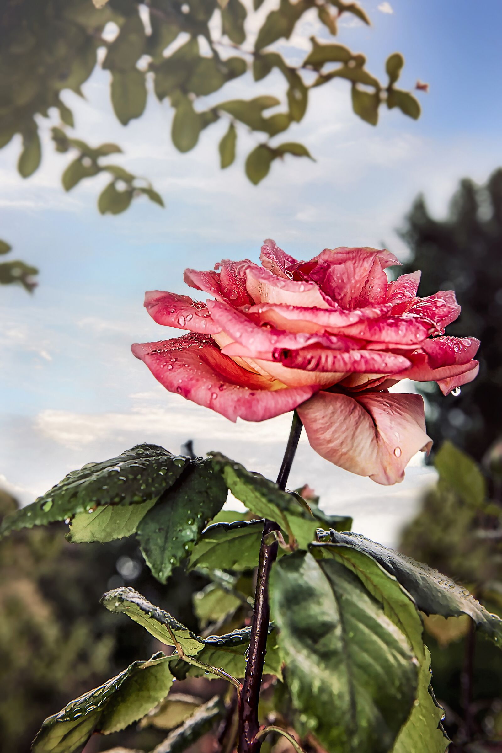 Nikon D3S sample photo. Rose, flower, nature photography