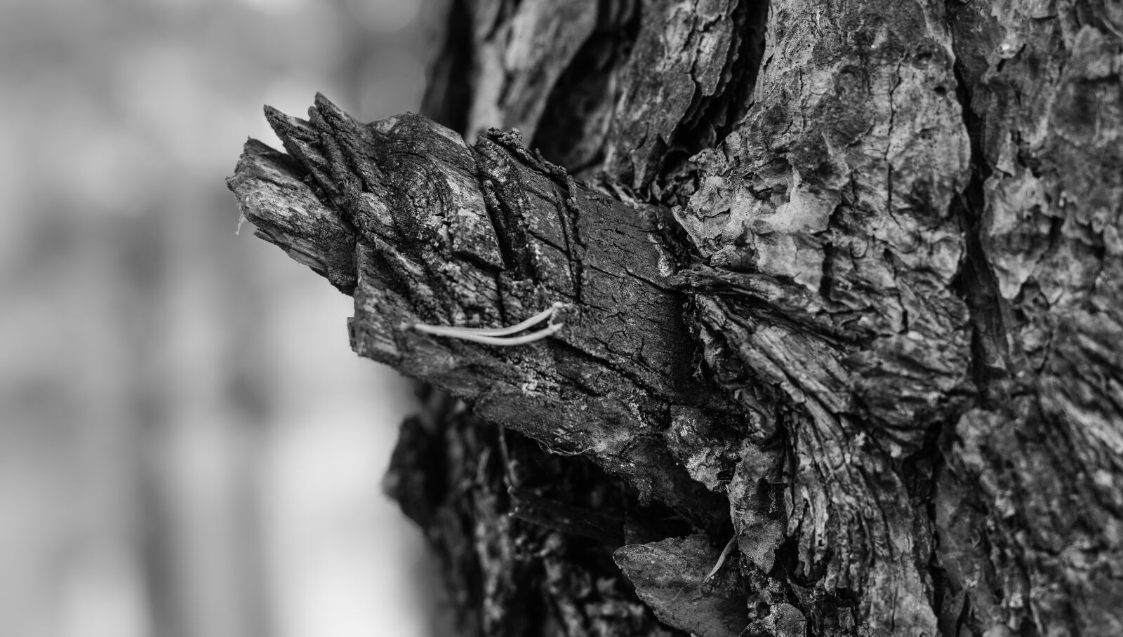 Canon EOS 700D (EOS Rebel T5i / EOS Kiss X7i) + Canon EF 50mm F1.8 STM sample photo. Tree, bark, depth of photography