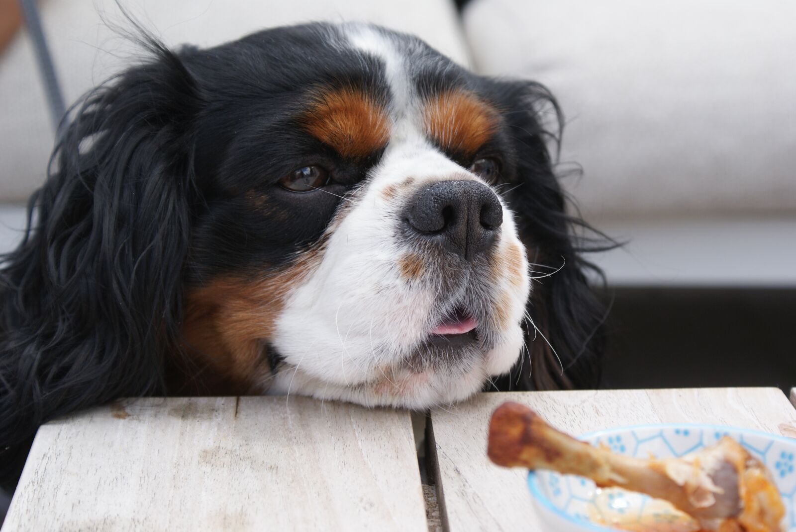Sony Alpha DSLR-A200 sample photo. Dog, pet, puppy photography