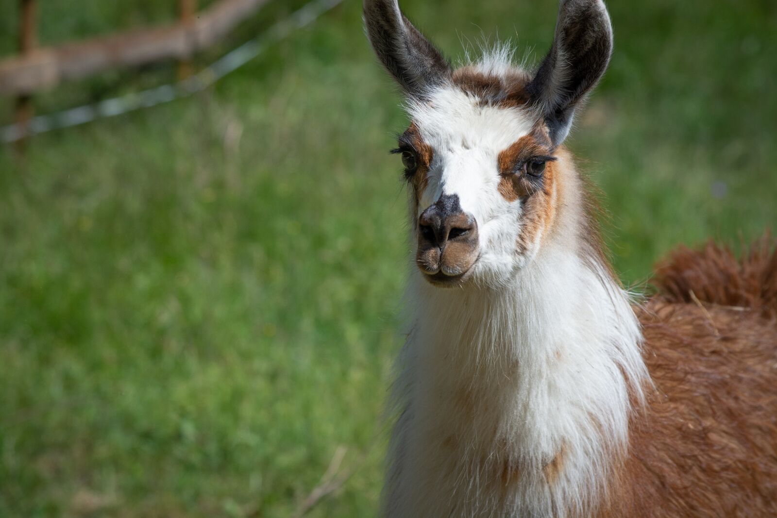 Nikon D7100 sample photo. Llama, animal, mammal photography