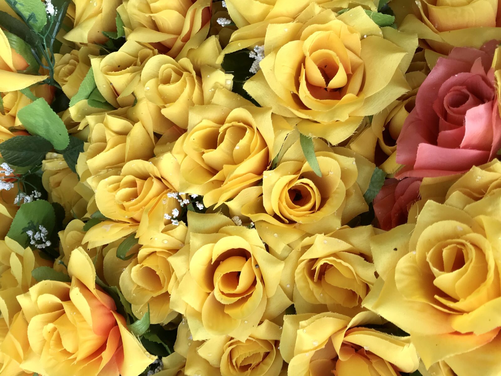 iPhone 7 back camera 3.99mm f/1.8 sample photo. Rose, flowers, decoration photography