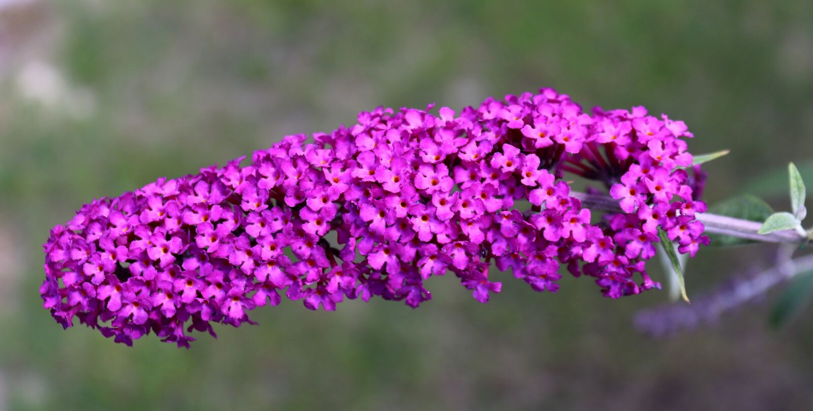 Canon EOS 200D (EOS Rebel SL2 / EOS Kiss X9) sample photo. Summer lilac, blossom, bloom photography