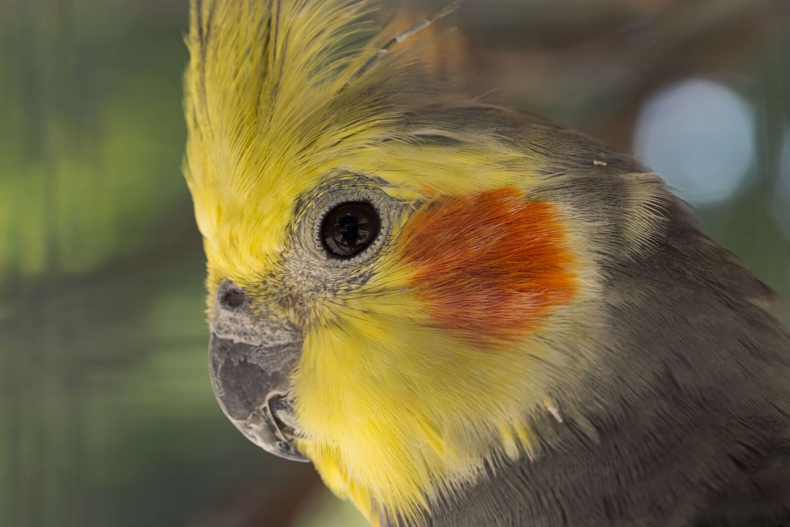 Olympus M.Zuiko Digital ED 60mm F2.8 Macro sample photo. Parakeet nymphique, nymphicus hollandicus photography