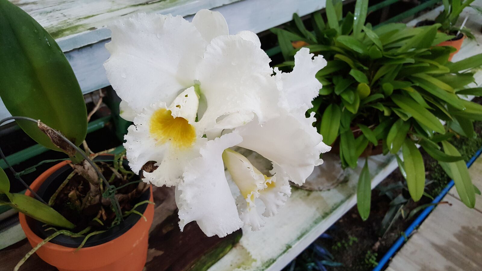 Samsung Galaxy Note5 sample photo. Flowers, nature, spring photography