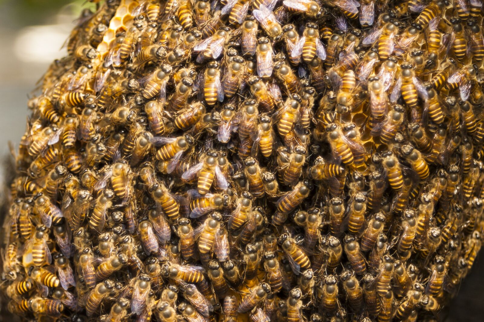 Nikon D70s sample photo. Honey, bee hive, bee photography