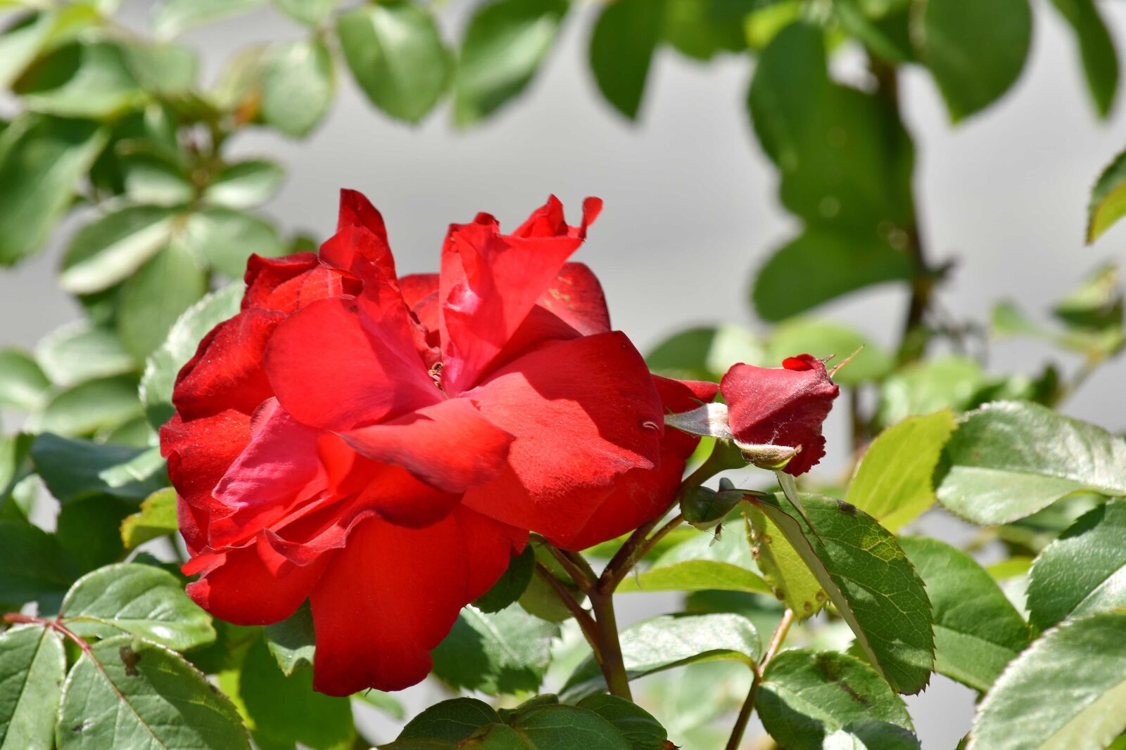 Nikon D5500 sample photo. Red, roses, blossom, nature photography