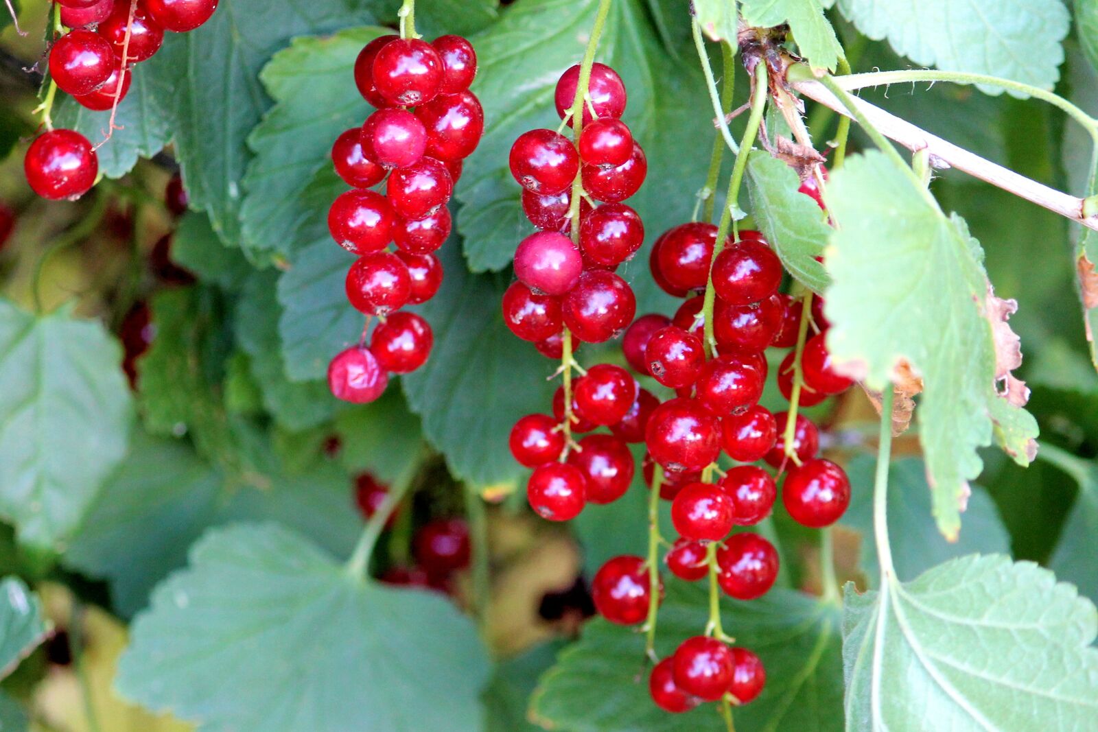 Canon EF-S 55-250mm F4-5.6 IS II sample photo. Currants, red, red currant photography