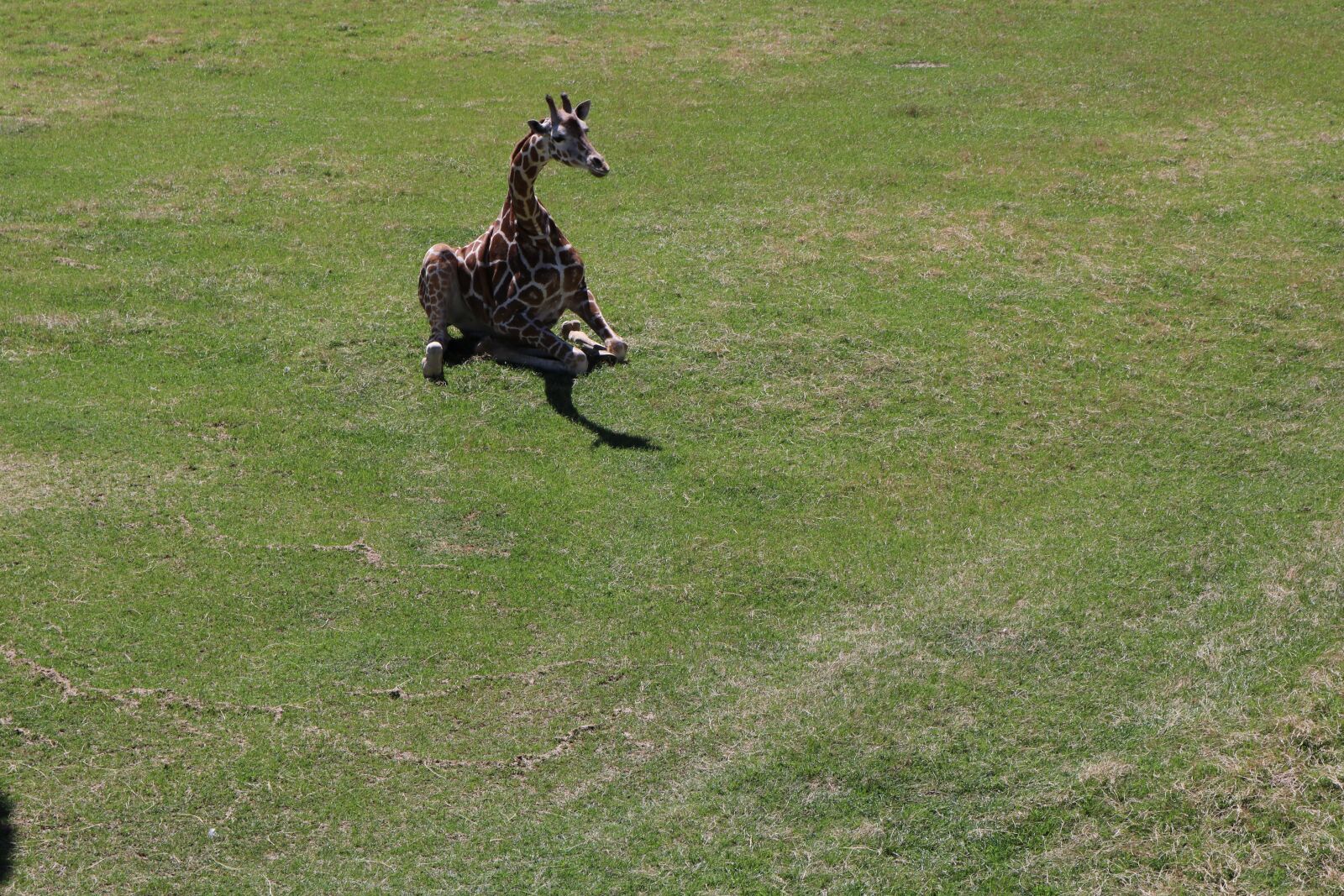 Canon EOS 750D (EOS Rebel T6i / EOS Kiss X8i) sample photo. Giraffe, animal, wild photography