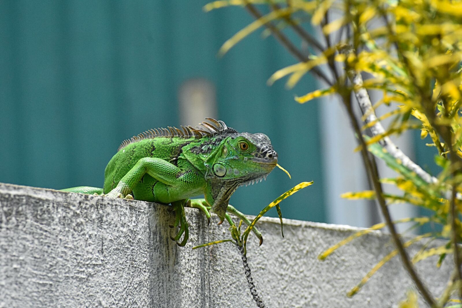 Nikon D3400 sample photo. Iguana, green, reptile photography