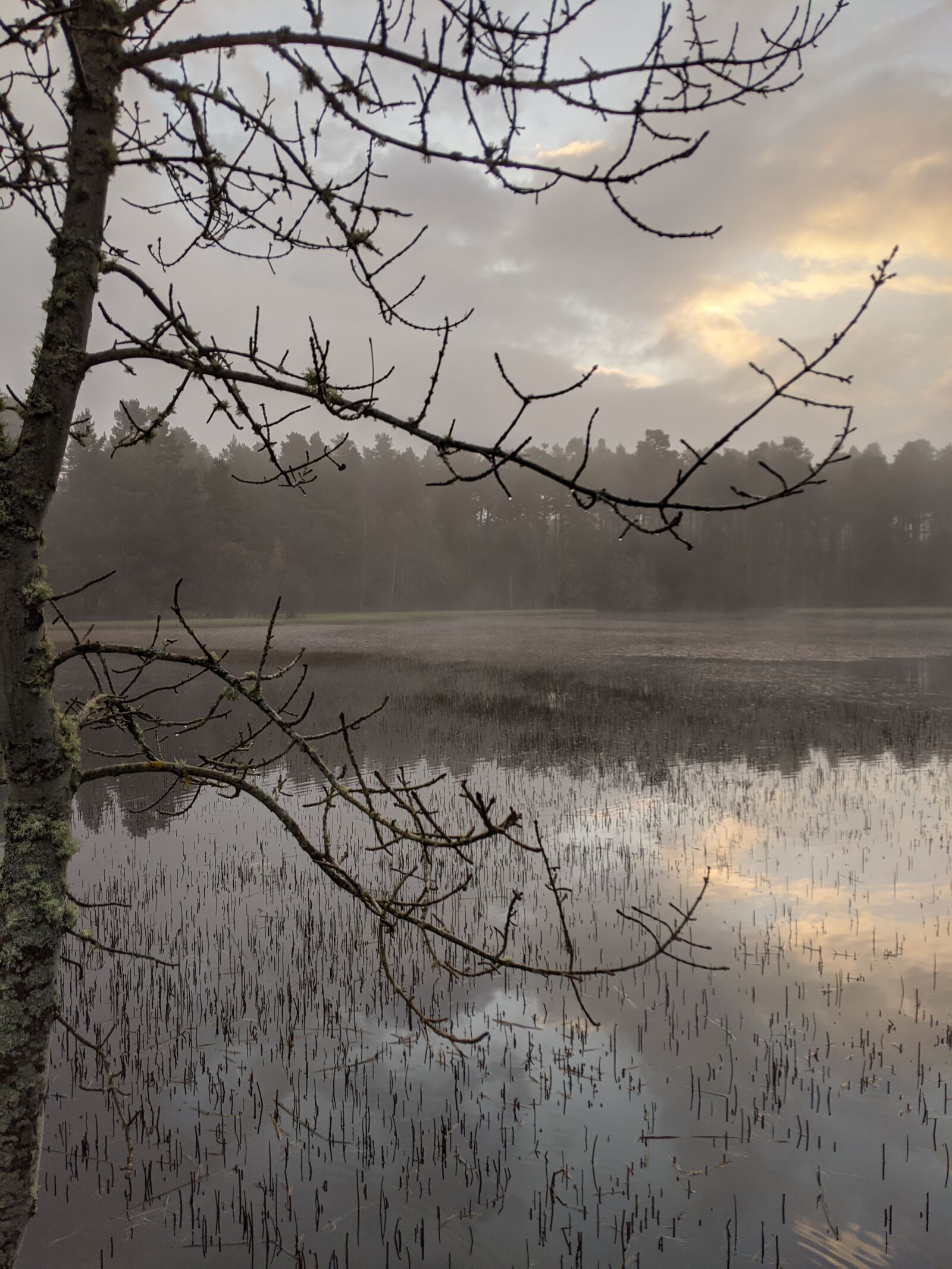 Google Pixel 3 sample photo. Mist, pond, early morning photography